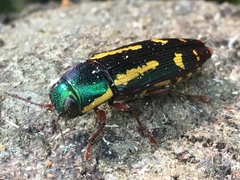 Buprestis rufipes