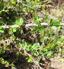 Berberis hispanica