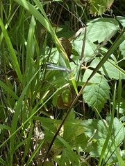 Erythemis simplicicollis