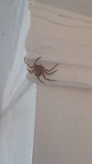 Selenops submaculosus