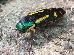 Buprestis rufipes