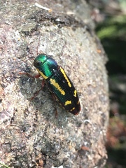 Buprestis rufipes