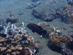 Cephalopholis sonnerati