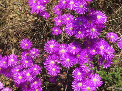 Lampranthus emarginatus
