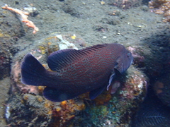 Cephalopholis sonnerati