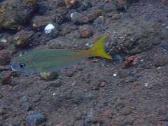 Scolopsis affinis