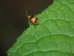Monolepta bifasciata