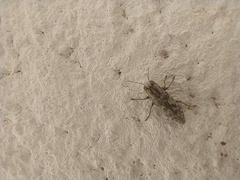 Spectralia gracilipes