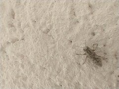 Spectralia gracilipes