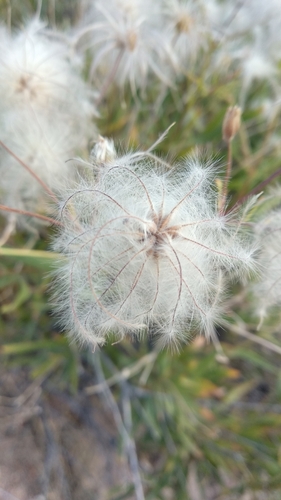 Clematis songorica, photograph 6