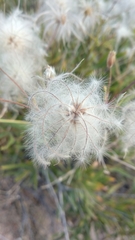Clematis songorica