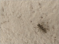 Spectralia gracilipes