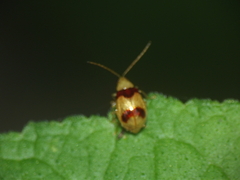 Monolepta bifasciata