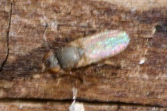 Tethininae