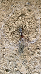 Hypochilus pococki