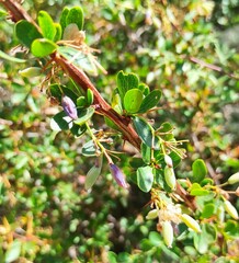 Berberis hispanica