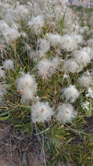 Clematis songorica