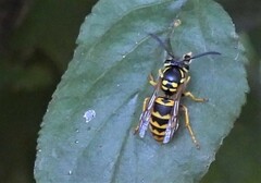 Vespula flavopilosa