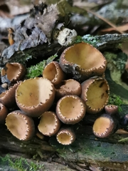 Galiella