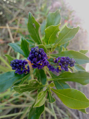 Monnina salicifolia