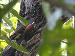 Dryobates callonotus