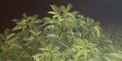 Heteropanax fragrans