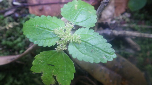 Pilea tetraphylla image