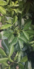 Heteropanax fragrans