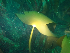 Laminaria ochroleuca