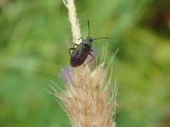 Capsus ater