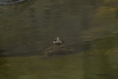 Kinosternon sonoriense