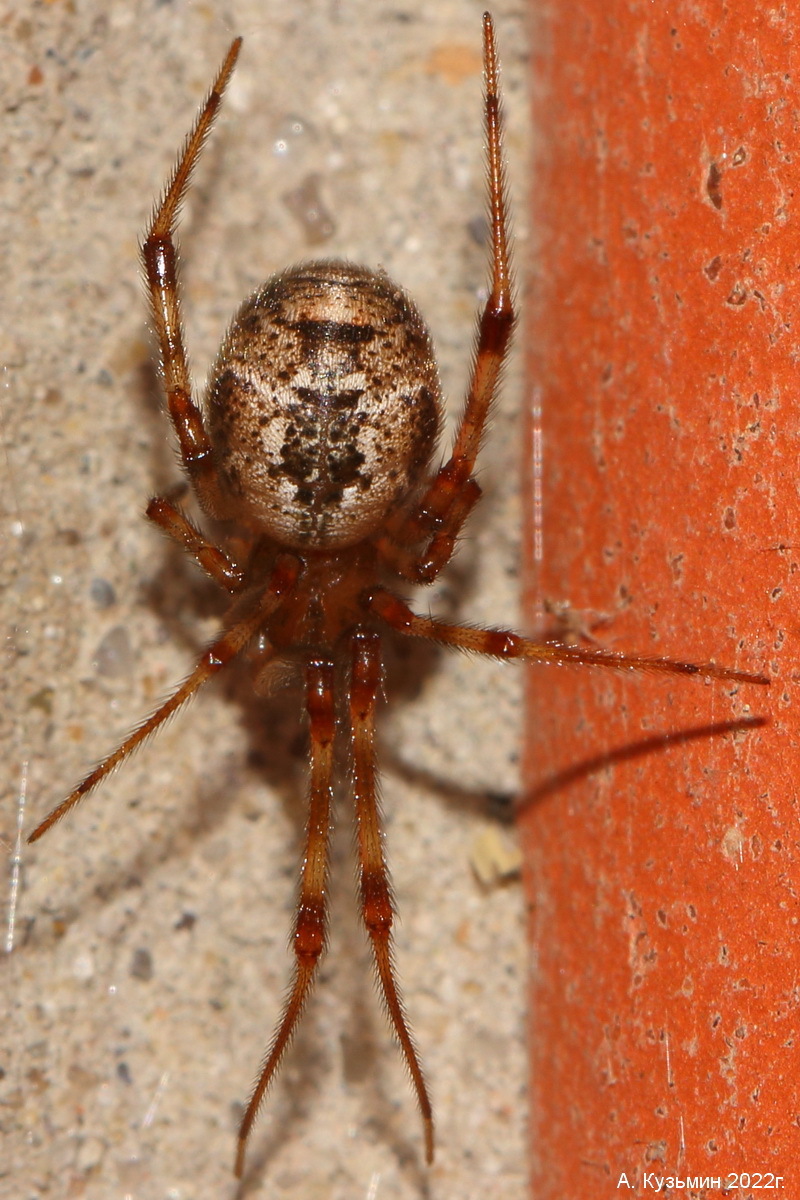 Паук Parasteatoda tepidariorum