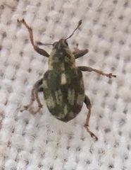 Rhinoncus perpendicularis