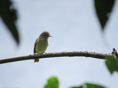 Vireo leucophrys