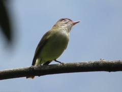 Vireo leucophrys