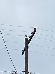 Accipiter cooperii