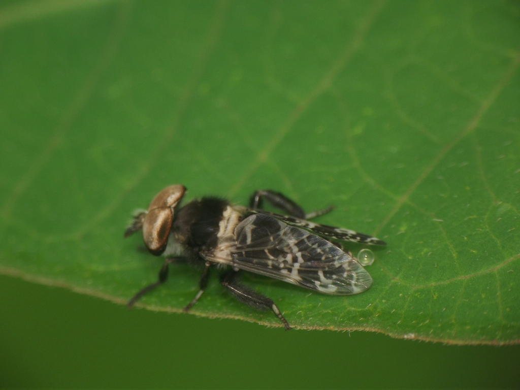 Haematopota javana