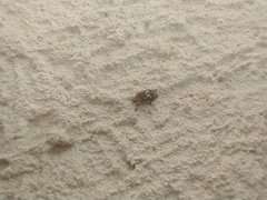 Euparius paganus