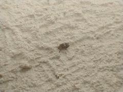 Euparius paganus
