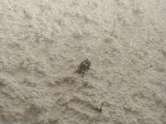 Euparius paganus