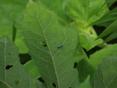 Agrilus acutus
