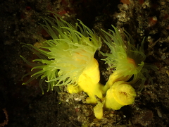 Dendrophyllia cornigera