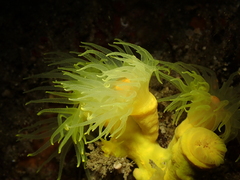 Dendrophyllia cornigera