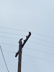 Accipiter cooperii