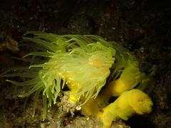 Dendrophyllia cornigera