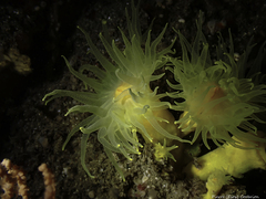 Dendrophyllia cornigera