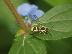 Antepipona ovalis