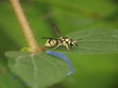 Antepipona ovalis