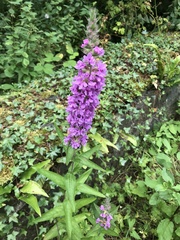Lythrum salicaria
