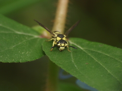 Antepipona ovalis